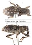 Female