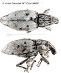 Female