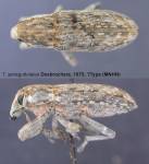 Female