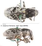 Female